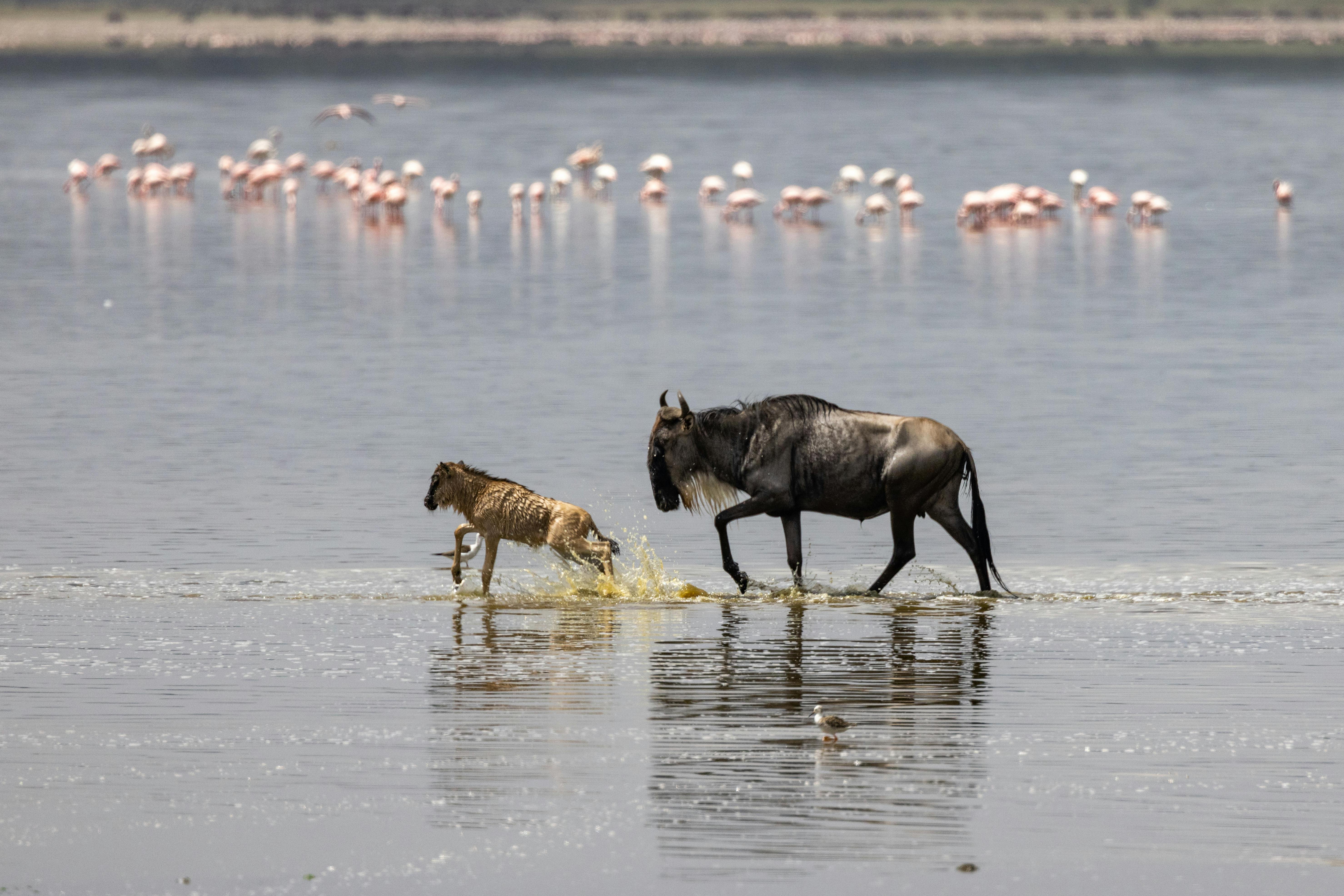Lake Natron red waters